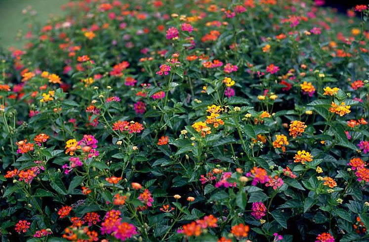 Lantana Plants amp Flowers West Indian Lantana