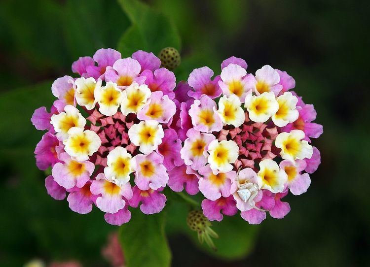 Lantana FileTwin lantana camara editjpg Wikipedia