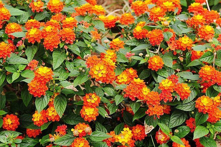 Lantana 1000 images about Lantana39s Flowers on Pinterest Sun