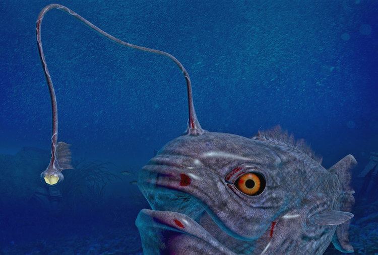 Lanternfish Lanternfish