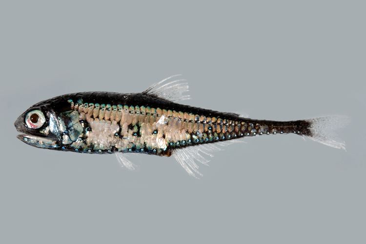 Lanternfish MYCTOPHIDAE