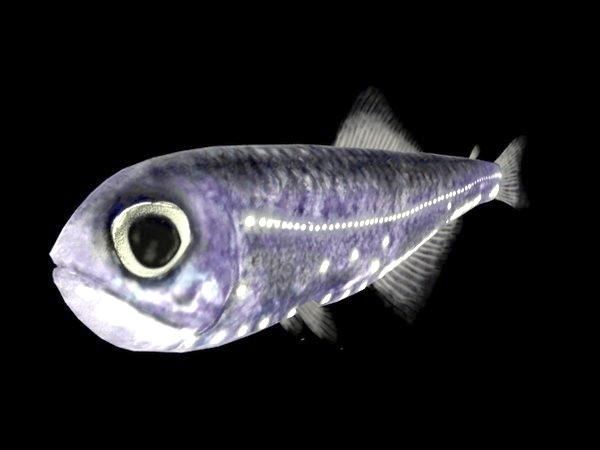 Lanternfish Lanternfish quotOCEAN TREASURESquot Memorial Library