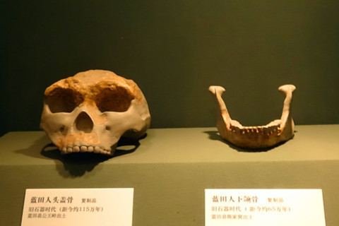 Lantian Man FileLantian Man skull and jaw reproductionjpg Wikimedia Commons