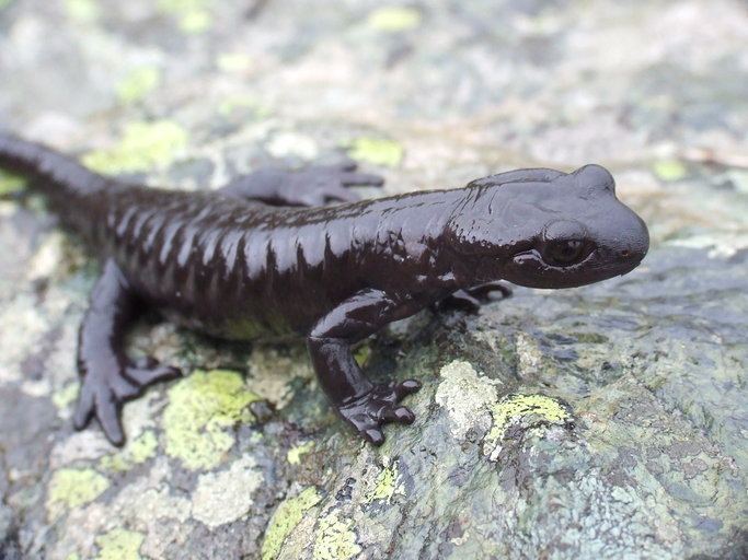 Lanza's alpine salamander calphotosberkeleyeduimgs512x768111111111111