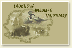Laokhowa Wildlife Sanctuary laokhowa wildlife sanctuary in india one horned rhinoceros viewing