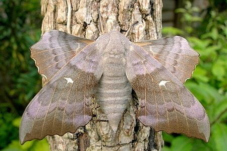 Laothoe (moth) tpittawaytripodcomsphinxlpopa3jpg