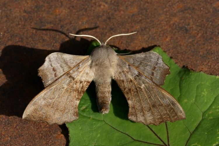 Laothoe (moth) FilePappelschwrmer Laothoe populi 1JPG Wikimedia Commons
