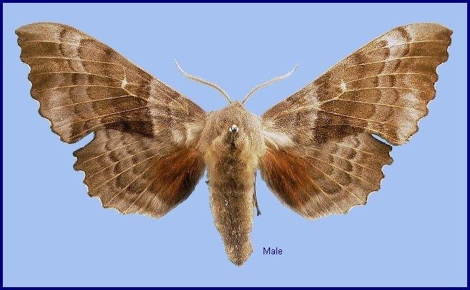 Laothoe (moth) Laothoe populi populi