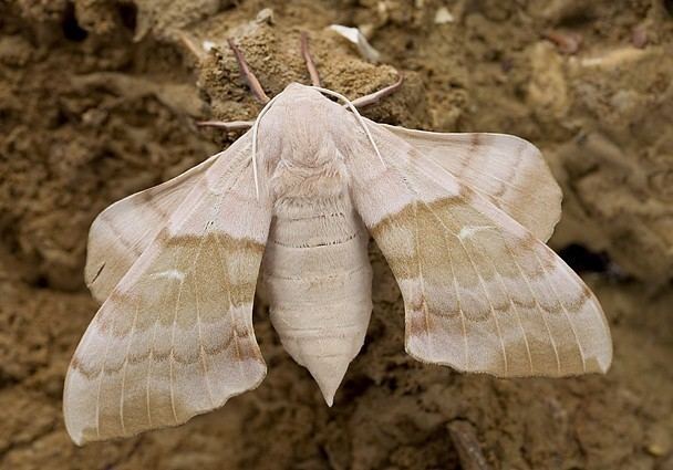 Laothoe (moth) Laothoe austauti