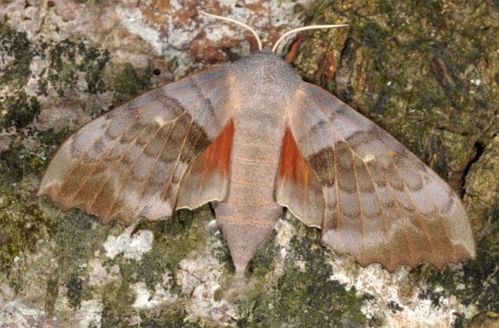 Laothoe (moth) European Lepidoptera and their ecology Laothoe populi