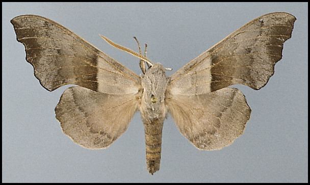 Laothoe (moth) Laothoe philerema