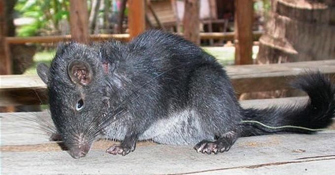 Laotian rock rat The Laotian rock rat sometimes called the quotratsquirrelquot is a