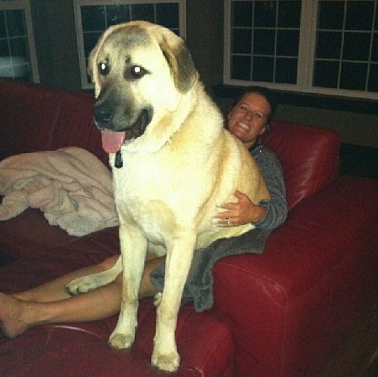 Lap dog 22 Big Dogs Who Think They39re Lap Dogs