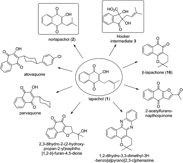 Lapachol A mechanistic study on the Hooker oxidation synthesis of novel
