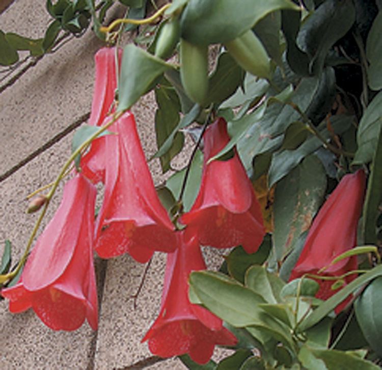 Lapageria Pacific Horticulture Society The History of Lapageria rosea at the