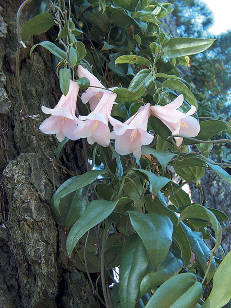 Lapageria Pacific Horticulture Society The History of Lapageria rosea at the