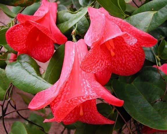 Lapageria Lapageria rosea The Chilean Bellflower quotCopuhuequot