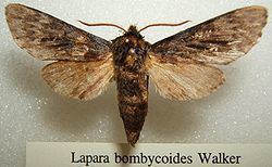 Lapara bombycoides httpsuploadwikimediaorgwikipediacommonsthu