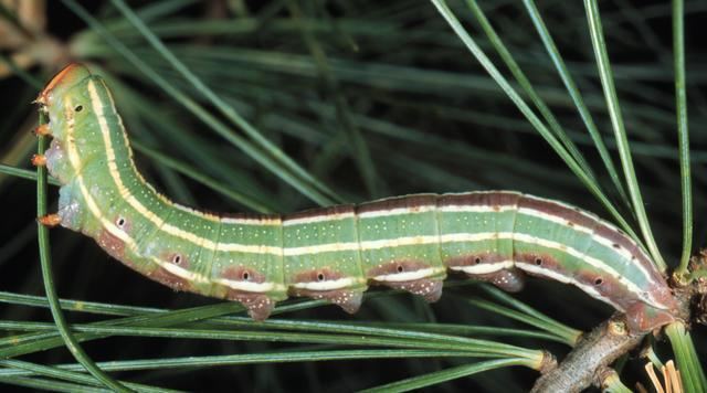 Lapara coniferarum Lapara coniferarum the Southern Pine Sphinx