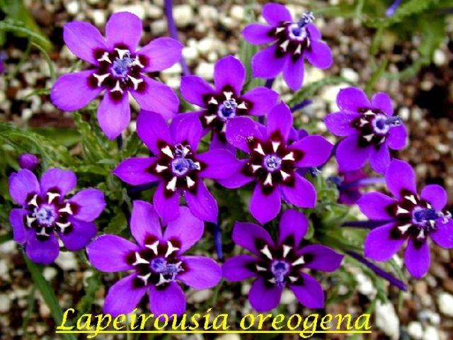 Lapeirousia Pacific Bulb Society Lapeirousia