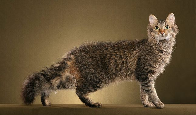 LaPerm LaPerm Cat Breed Information