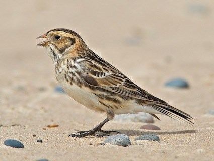 Lapland longspur Lapland Longspur Identification All About Birds Cornell Lab of