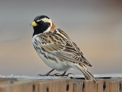 Lapland longspur Lapland Longspur Identification All About Birds Cornell Lab of
