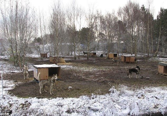 Lapland New Forest Lapland theme park Brothers convicted of 1m New Forest christmas