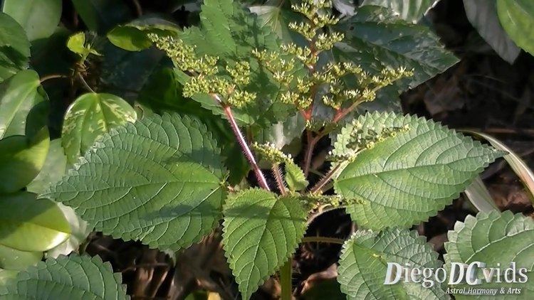 Laportea aestuans Laportea aestuans Urtica aestuans West Indian woodnettle