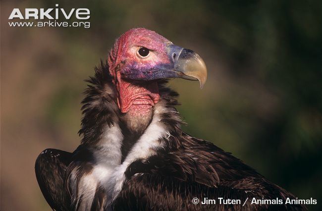 Lappet-faced vulture Lappetfaced vulture photo Torgos tracheliotos G20641 ARKive