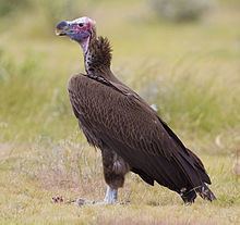 Lappet-faced vulture httpsuploadwikimediaorgwikipediacommonsthu