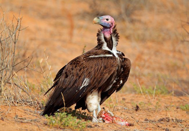 Lappet-faced vulture Lappetfaced Vulture Torgos tracheliotos