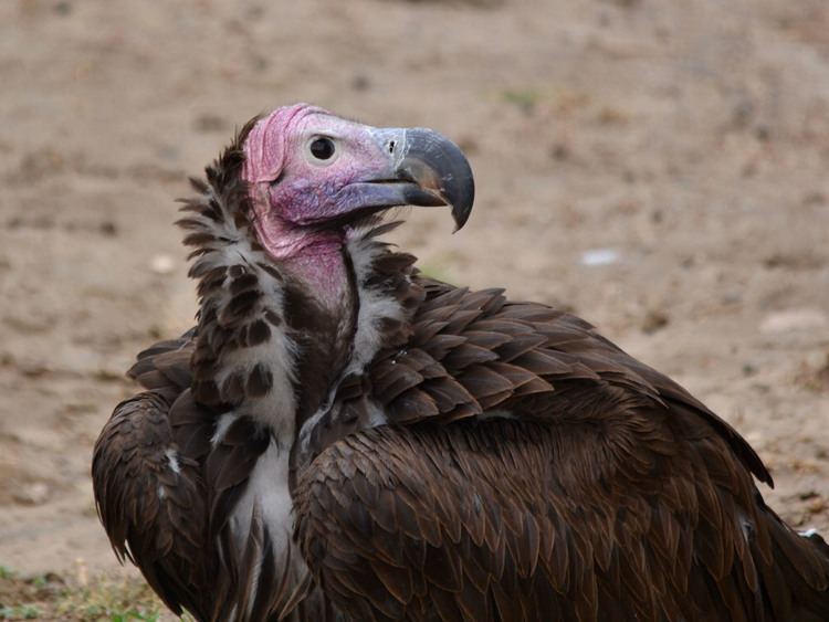 Lappet-faced vulture The Online Zoo Lappetfaced Vulture