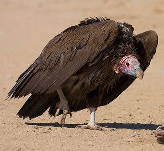 Lappet-faced vulture tracheliotos Lappetfaced vulture