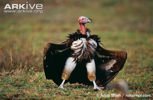 Lappet-faced vulture Lappetfaced vulture videos photos and facts Torgos tracheliotos