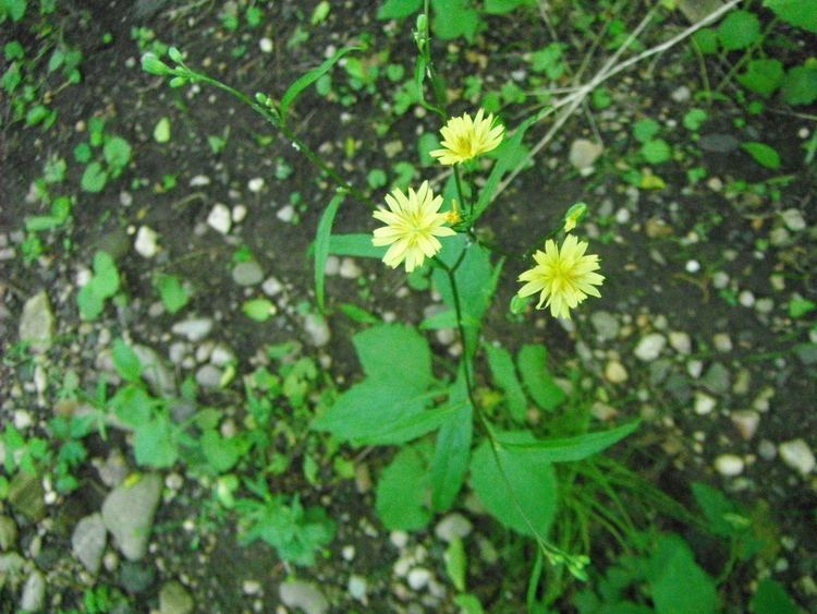 Lapsana communis New York Metropolitan Flora Lapsana communis Common Nipplewort