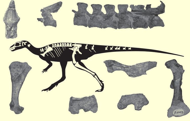 Laquintasaura Laquintasaura venezuelae New Herbivorous Dinosaur Discovered in