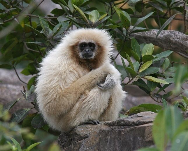 Lar gibbon White Handed Gibbon Habitat Facts Behavior Diet