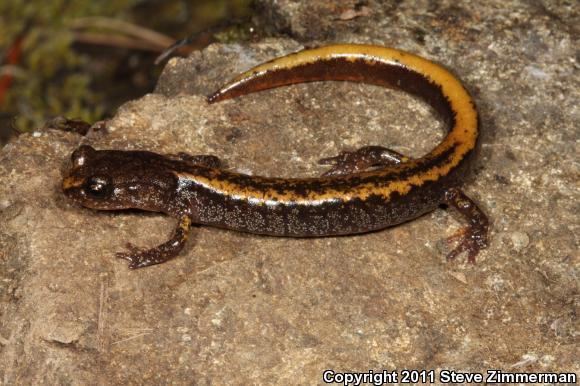 Larch Mountain salamander Larch Mountain Salamander Plethodon larselli
