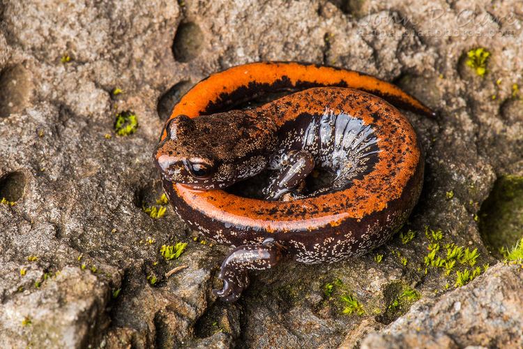 Larch Mountain salamander Larch Mountain Salamander Plethodon larselli Orange back Flickr