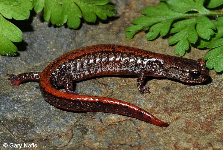Larch Mountain salamander Larch Mountain Salamander Plethodon larselli