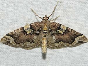 Larentiinae Moth Photographers Group Living Moths Plate 177F Geometridae