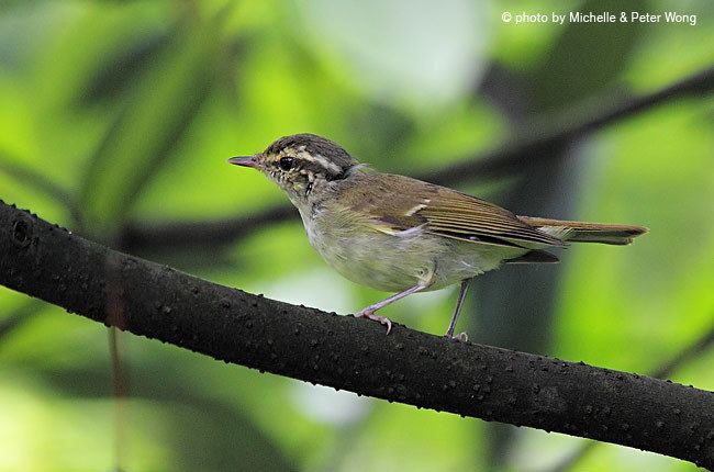 Large billed leaf warbler - Alchetron, the free social encyclopedia