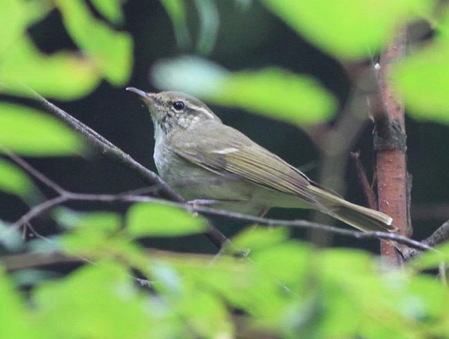 Large billed leaf warbler - Alchetron, the free social encyclopedia