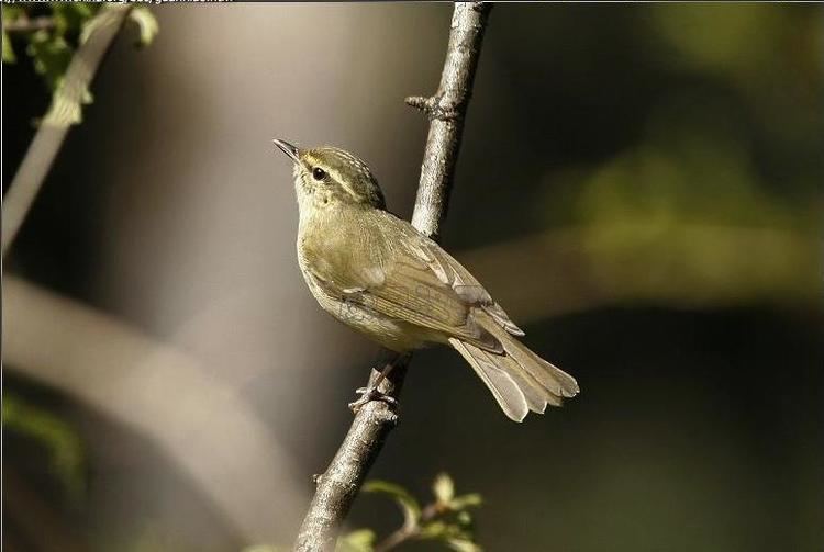 Large billed leaf warbler - Alchetron, the free social encyclopedia