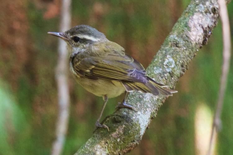 Large billed leaf warbler - Alchetron, the free social encyclopedia