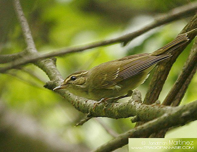 Large billed leaf warbler - Alchetron, the free social encyclopedia