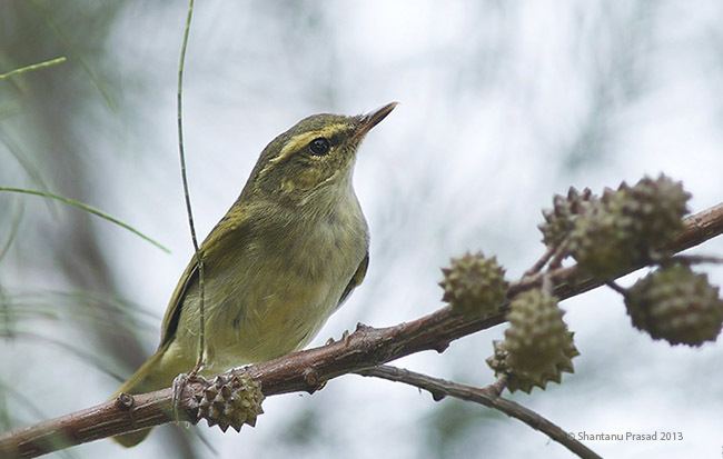 Large billed leaf warbler - Alchetron, the free social encyclopedia