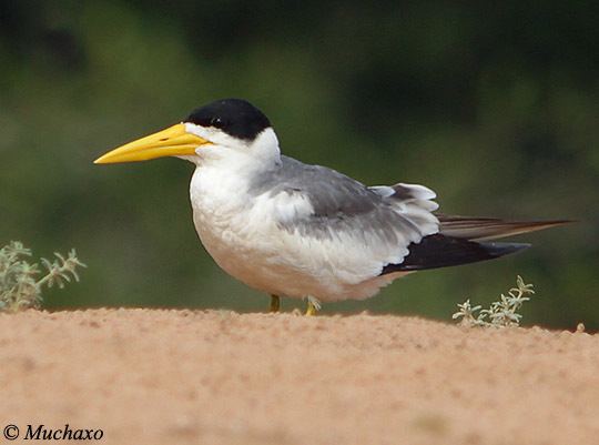 Large-billed tern Largebilled Tern Species Information and Photos