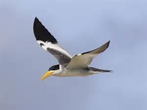 Large-billed tern More on Phaetusa simplex Largebilled Tern